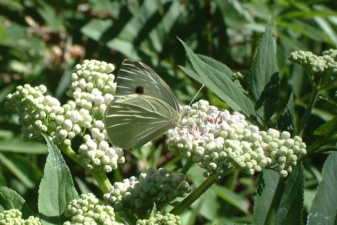 Pieris brassicae